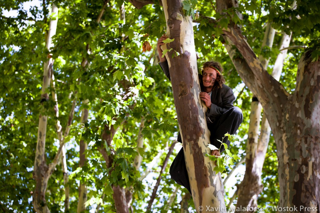 Kevin dans un platane de l'esplanade de Montpellier le 6 juillet 2012 (photo : Xavier Malafosse)