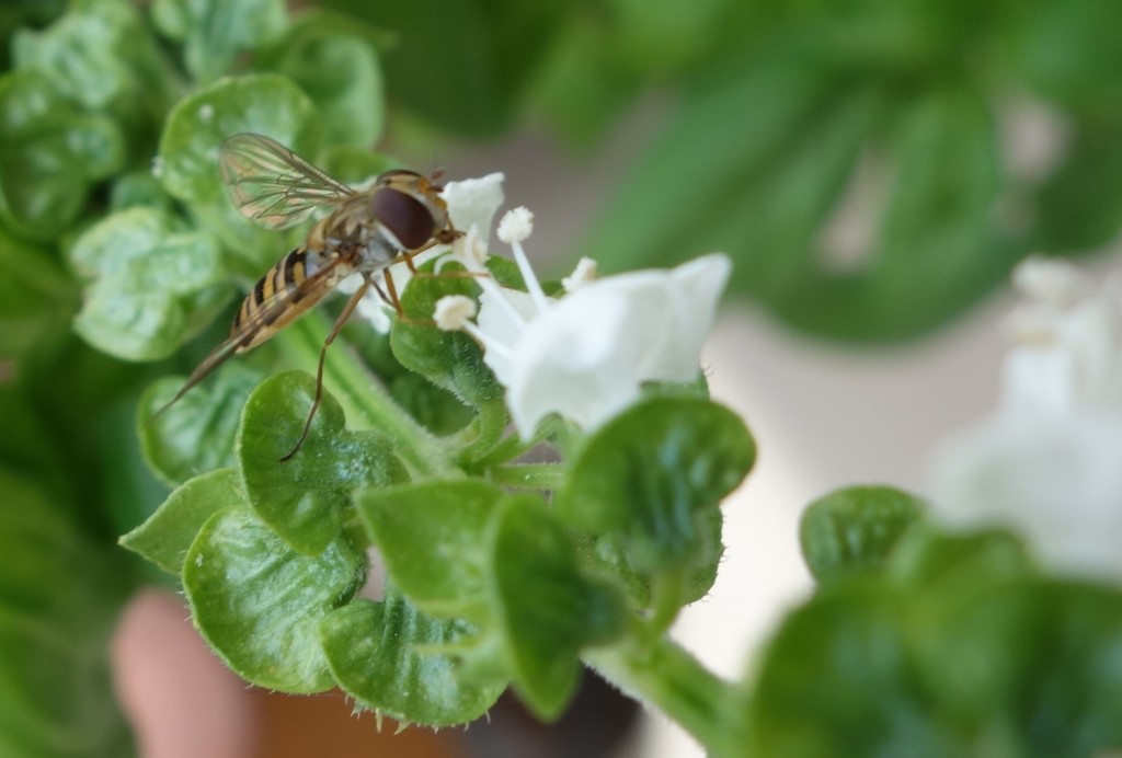 Butinage sur une fleur de basilic (photo : J.-O. T.)