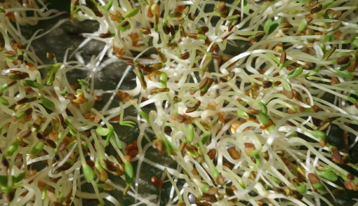 Graines germées d'Alfalfa (photo : J.-O. T.)