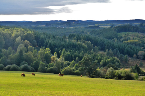 Sur le plateau de Millevaches près de Saint-Setiers en septembre 2012 (photo CC Babsy)