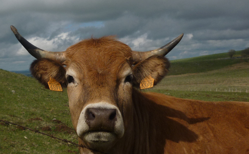 Sur le plateau de l'Aubrac en mai 2014 (photo : J.-O. T.)