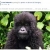 Une élue de la liste Rossignol (UMP), un gorille et Taubira